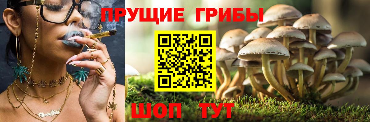 Галлюциногенные грибы прущие грибы  Вход с VPN  Шадринск 